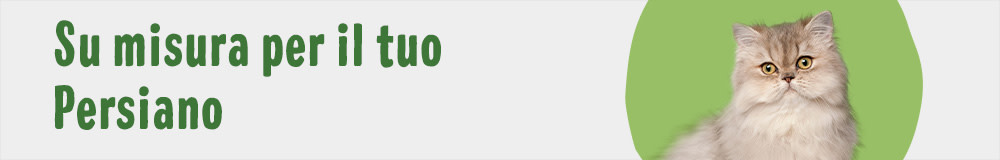 Cat Breed Persian 1000x160 IT