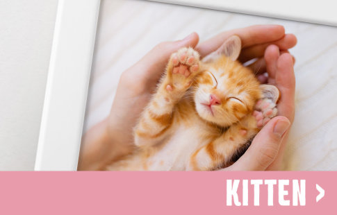 Etapele vieții la pisici: Kitten
