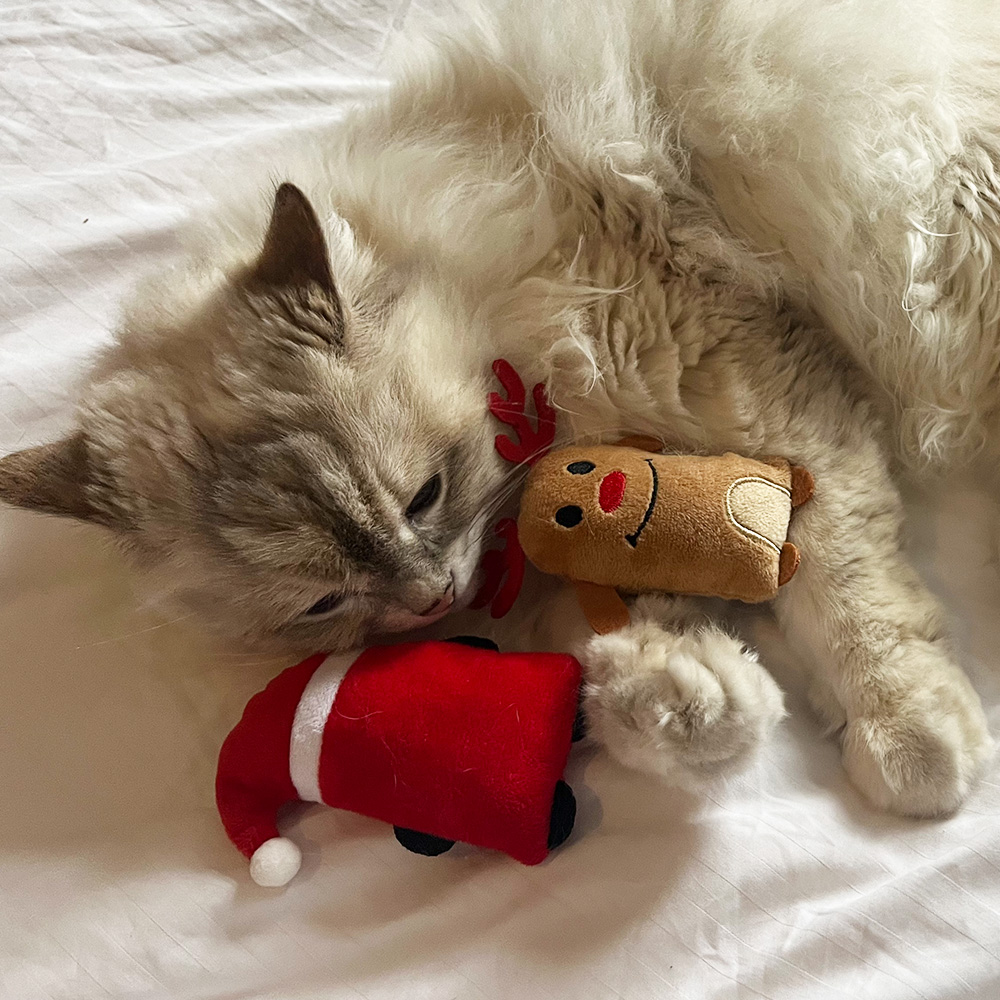 Katt har roligt med leksaker