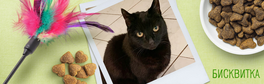 Бисквитка - нашето сладкишче