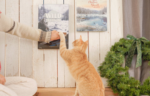 Calendare de Advent pentru pisici