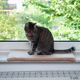 Vakantie scherp heilig Kattenmanden & kattenholletjes | Ruim assortiment bij zooplus