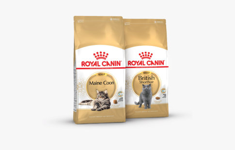 Royal Canin Breed suha hrana za mačke