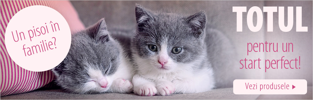 Kitten hrană & accesorii