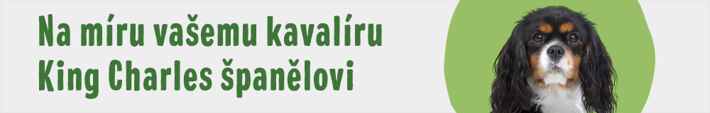 Kavalír King Charles španěl