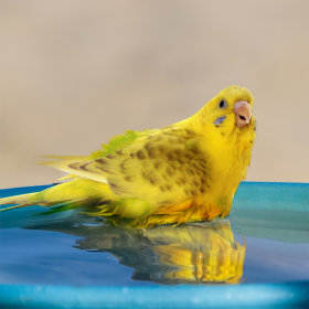 Badehäuser für Vögel