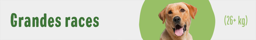 Grandes races (26+ kg)