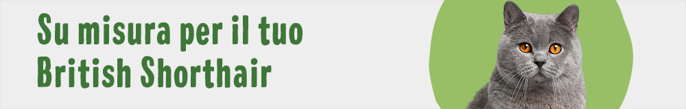 Cat Breed BritishShorthair 1000x160 IT