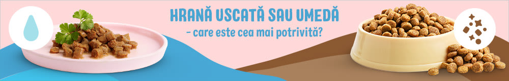 Hrană uscată, umedă și mixtă - care sunt avantajele și dezavantajele?