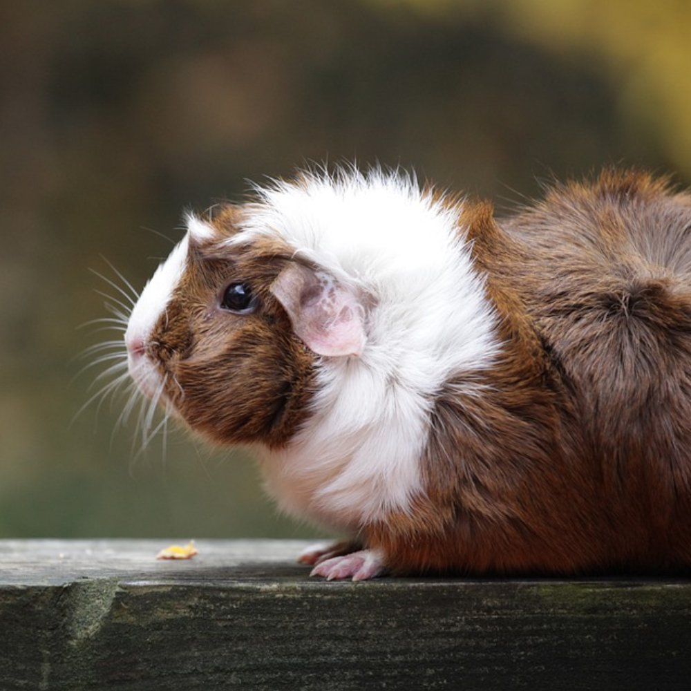 Pokarm dla świnek morskich