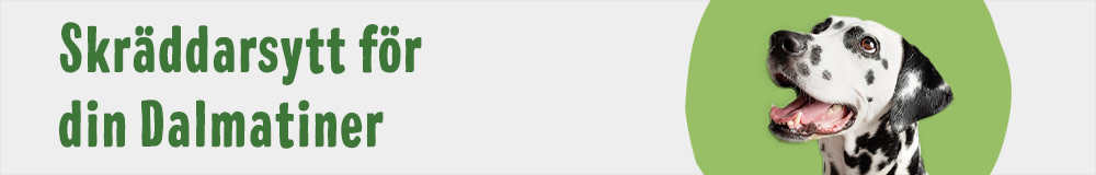 Dalmatiner