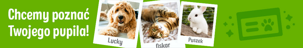 Chcemy poznać Twojego zwierzaka! Obok zdjęcia psa (Lucky), kota (Oscar) i królika (Fluffy)