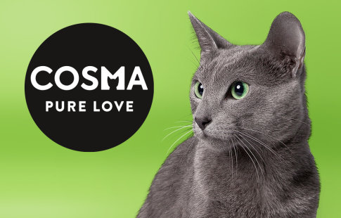 Szary kot na zielonym tle patrzący na napis "cosma -pure love"