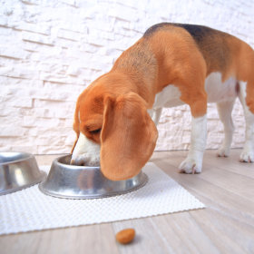 NEW! Dog Food, Treats and Supplements