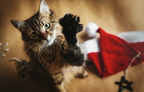 Pour les chats, Noël est souvent une période moins sereine que pour les humains.