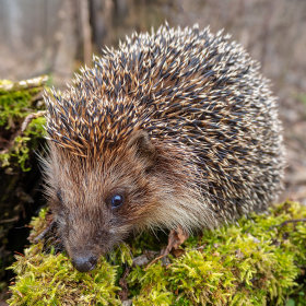 Futter für Igel 