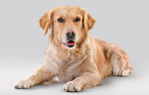 Découvrez les croquettes de la gamme Affinity Advance Veterinary Diets pour chien