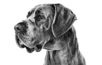 Royal Canin Breed Nutrition Subpage - Dogue allemand Image
