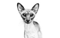 ROYAL CANIN BRAND PAGE - CAT Subpage - Category Carousel - Buy by Breed - Siamese image