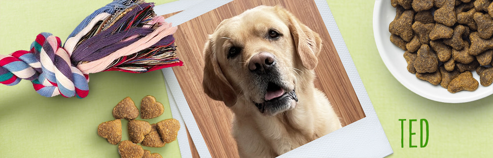 Ted: el fan nº1 del barro