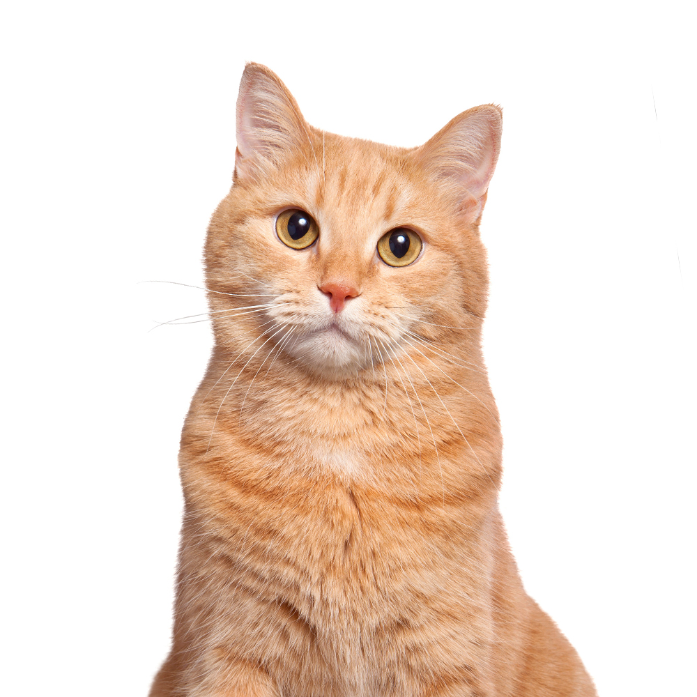 Ветеринарные корма для кошек