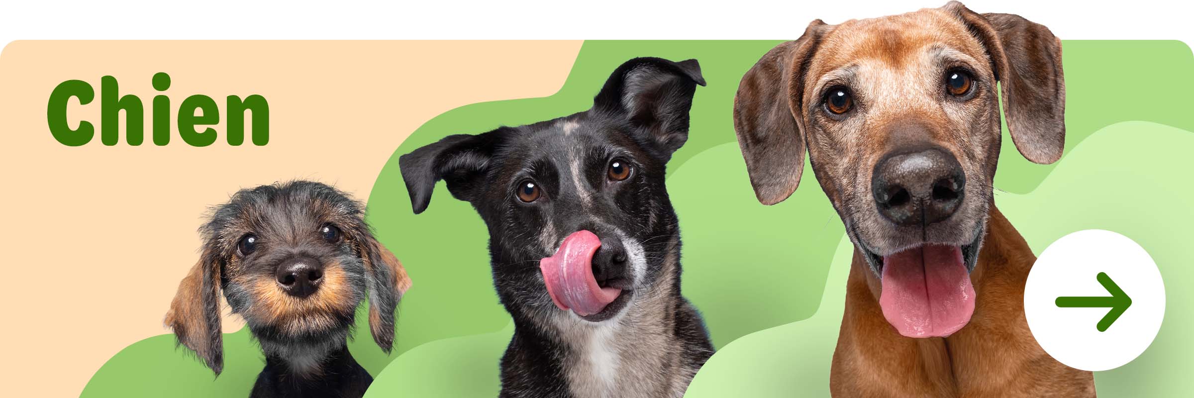  Lifestages pour chien