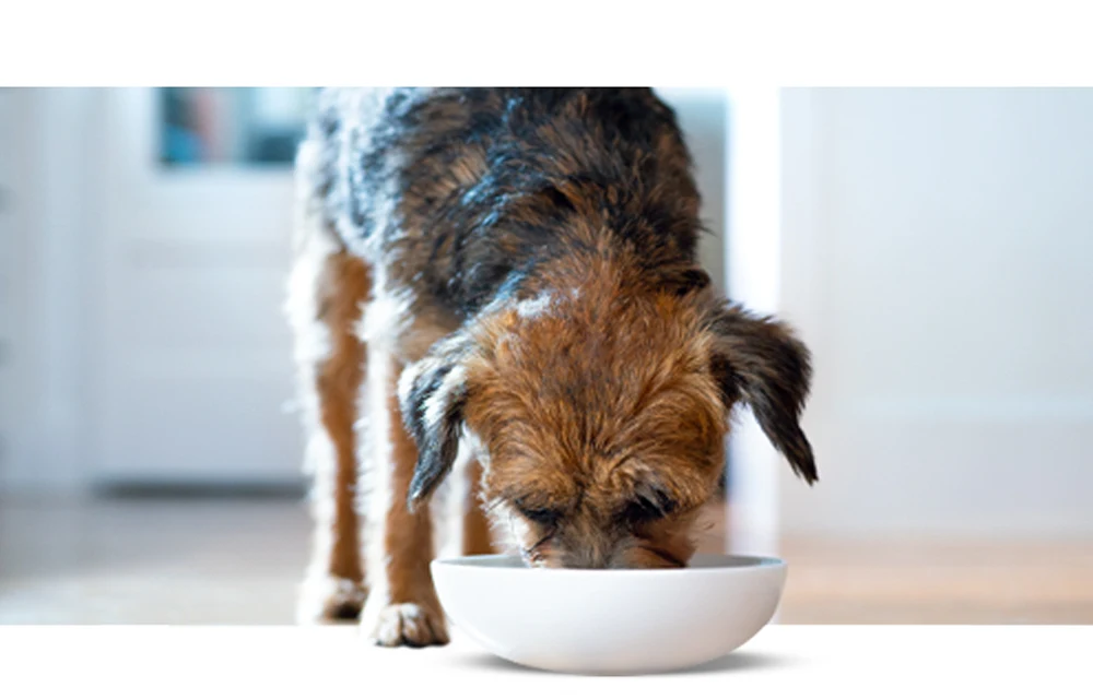 Hill's Prescription Diet zooplus UK