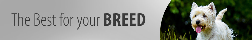 West Highland White Terrier