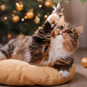 Karácsonyi termékek macskáknak