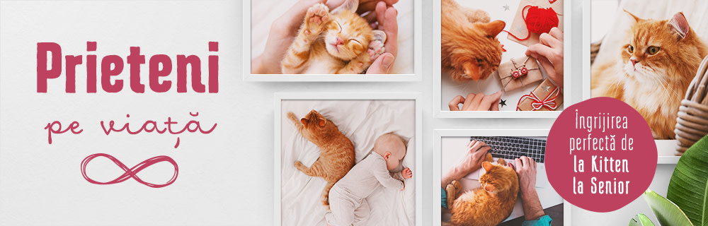 Prieteni pe viață: îngrijire de la Kitten la Senior!