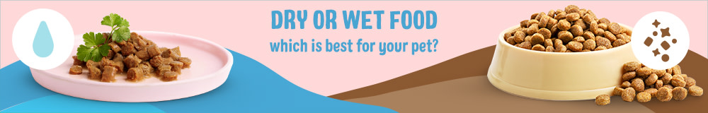 Wet food or dry food?