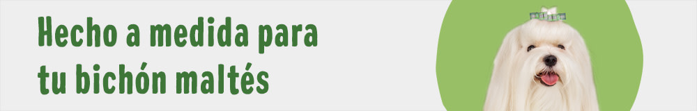 Bichón maltés