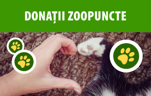 Tu donezi zooPunctele, zooplus se asigură că ajung la animalele care au cea mai mare nevoie 🐾