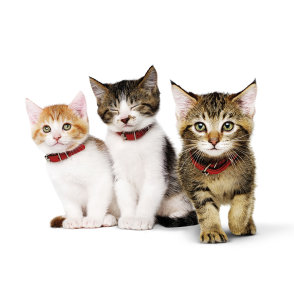 Hill's Producten voor katten per levensfase - Kitten