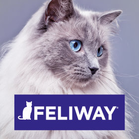 Tous les produits Feliway pour chat