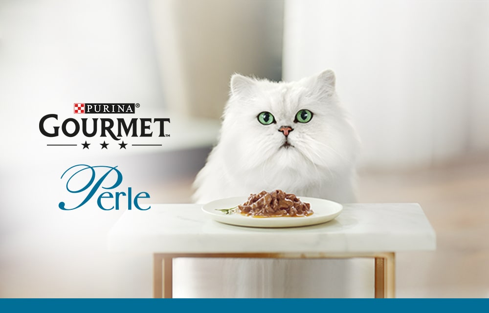 gourmet cat