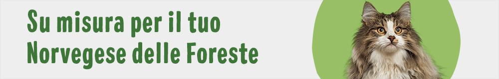 Cat Breed NorwegianForest 1000x160 IT