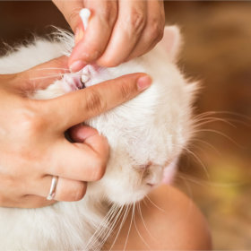 Higiene diária para gatos