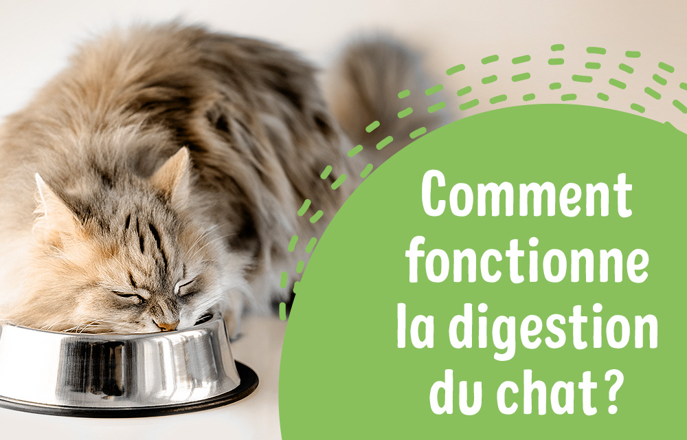 Les Problemes Digestifs Chez Le Chat Zooplus Be