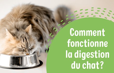 Les Problemes Digestifs Chez Le Chat Zooplus Be Les Problemes Digestifs Chez Le Chat Zooplus Be
