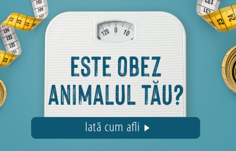 Este obez animalul tău?