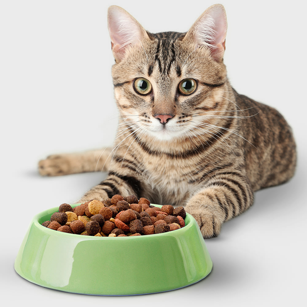 Veterinary Cat Food