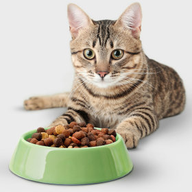Veterinary Cat Food