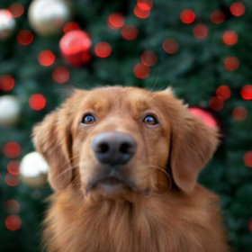 Karácsonyi termékek kutyáknak