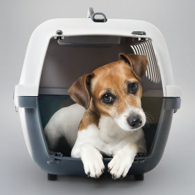 Transportboxen und -taschen für Welpen & junge Hunde