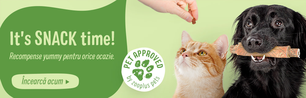 It's SNACK time! Delicii și CADOURI yummy pentru orice ocazie!