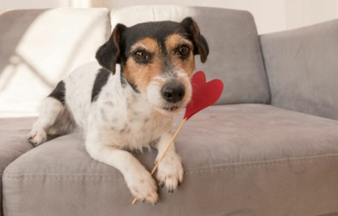 Día de San Valentín para perros