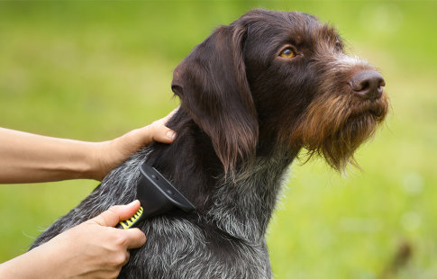 Comment bien entretenir le pelage de votre chien ?