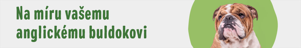 Anglický buldok