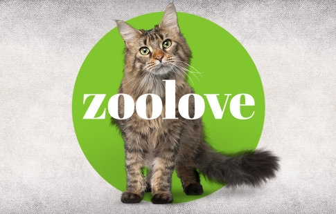 zoolove para gatos